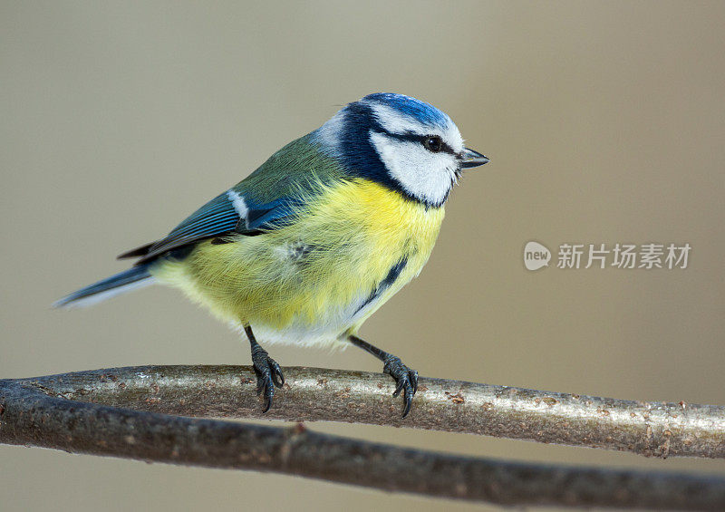 蓝山雀(青翠鸟)