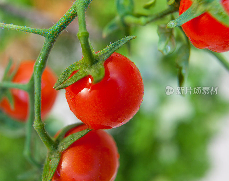 葡萄藤上的樱桃番茄