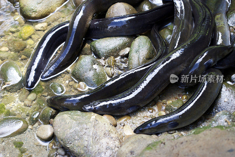 新西兰长鳍鳗(鳗鲡)