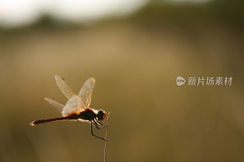 红色的蜻蜓