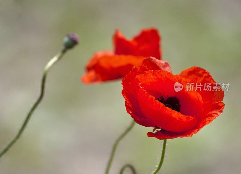 罂粟花的特写镜头