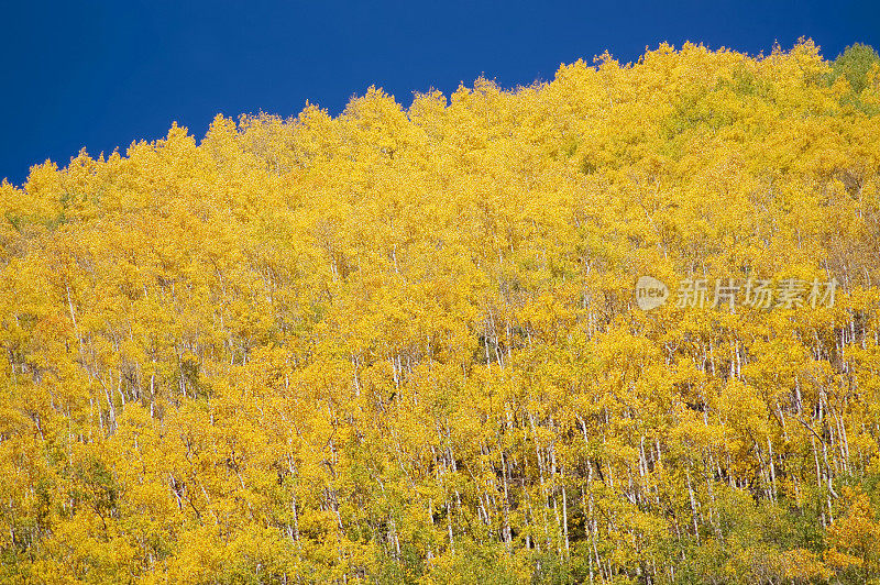 落基山秋季景观森林