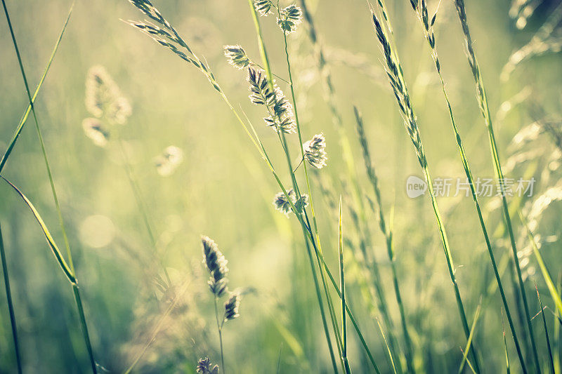 夏日风中的野草