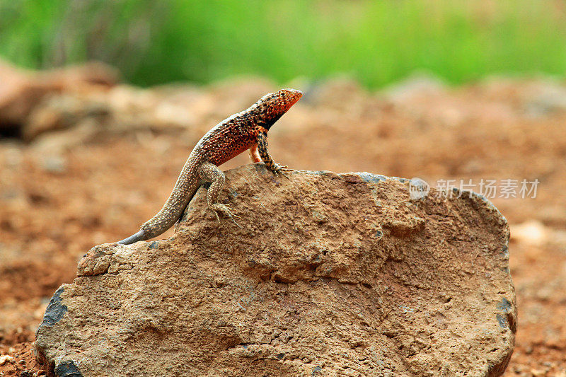 加拉帕戈斯群岛的蜥蜴