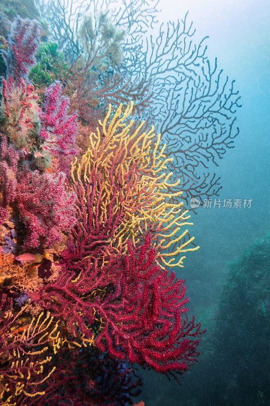 柳珊瑚，红色，黄色，蓝色，垂直的地中海海岸