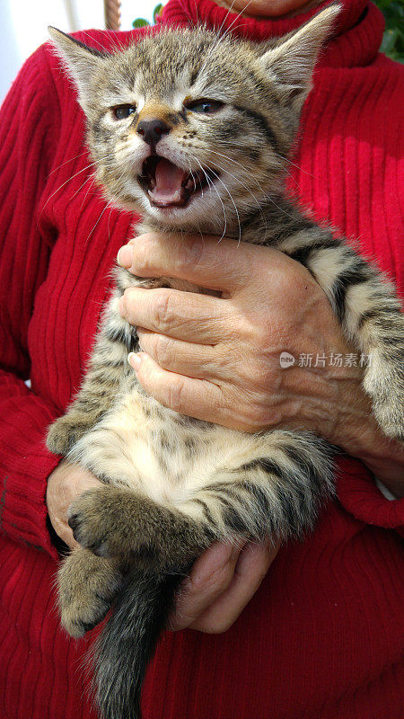 老婆婆手里的小猫