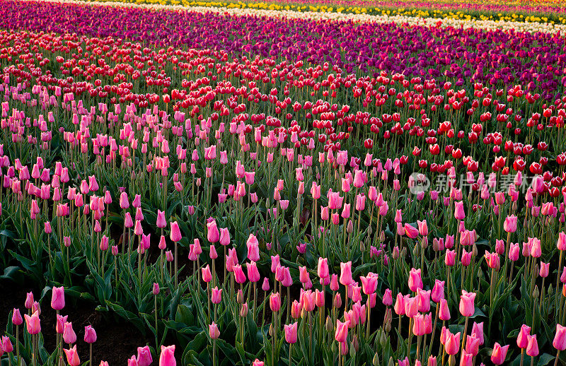 田野里有粉红色、红色和紫色的郁金香