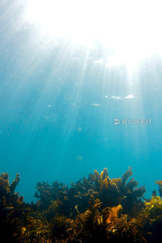 阳光和海草