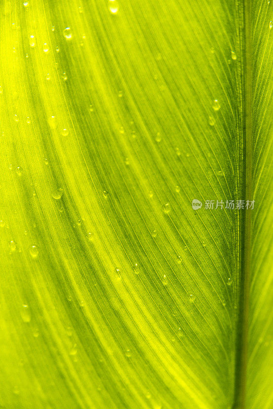 带雨滴的叶子