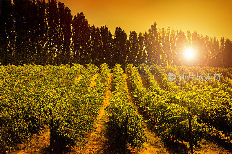 美国华盛顿州哥伦比亚谷葡萄酒厂景观