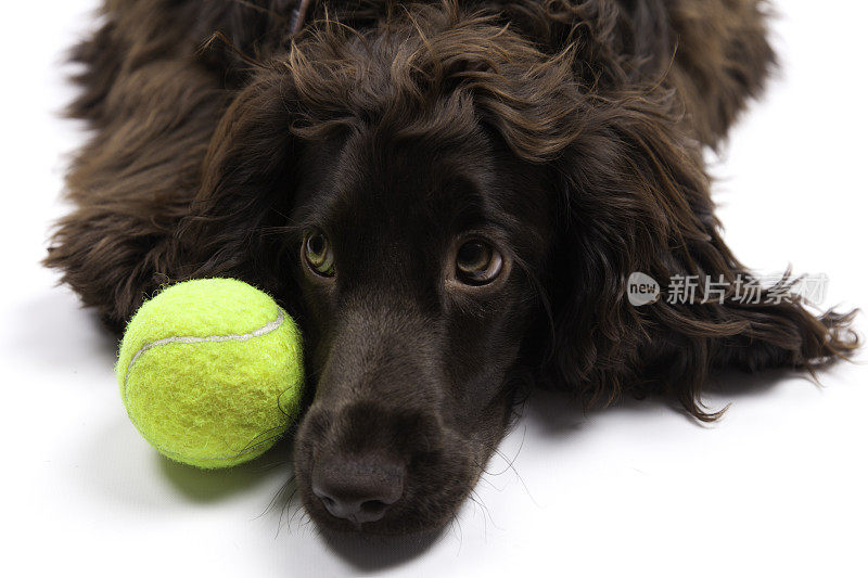 狗和网球