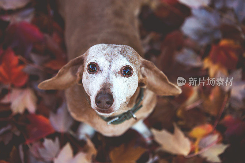 腊肠在秋叶中抬头看相机