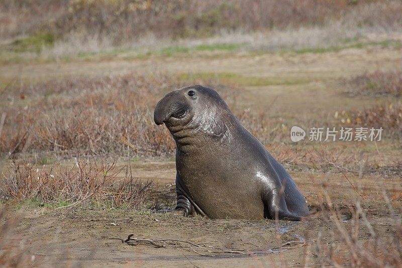 海滩上的海象