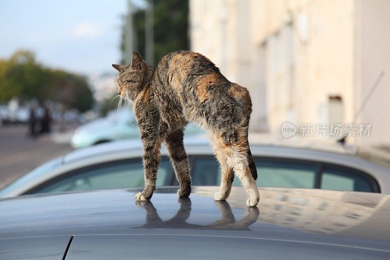 流浪猫拱着背站在车上