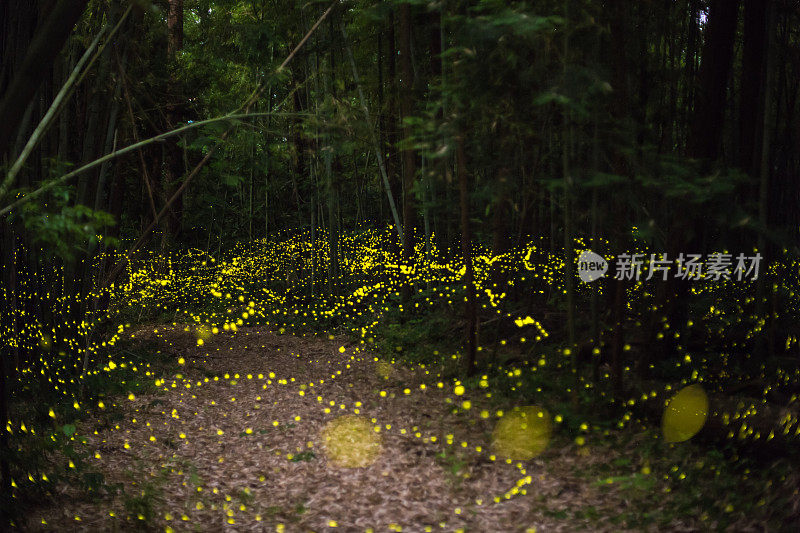 萤火虫夜间在森林里飞