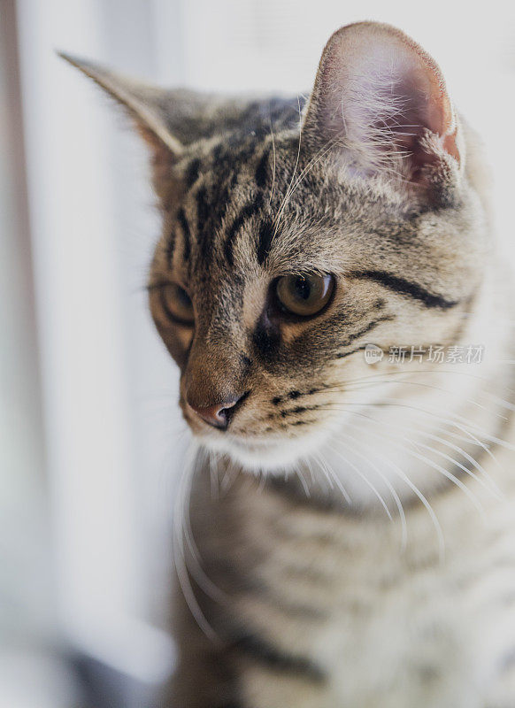 头和肩膀的照片安静的7个月大的鲭虎斑猫放松。