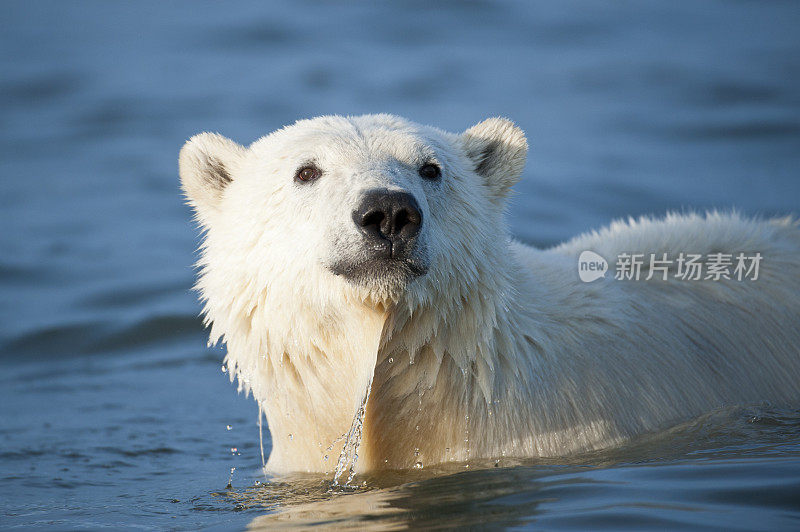 湿暂停