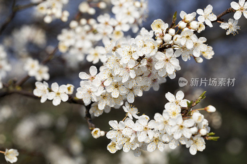 苹果在春天开花。蓝色的天空。