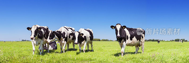 在晴朗的日子里，奶牛在新鲜的草地上