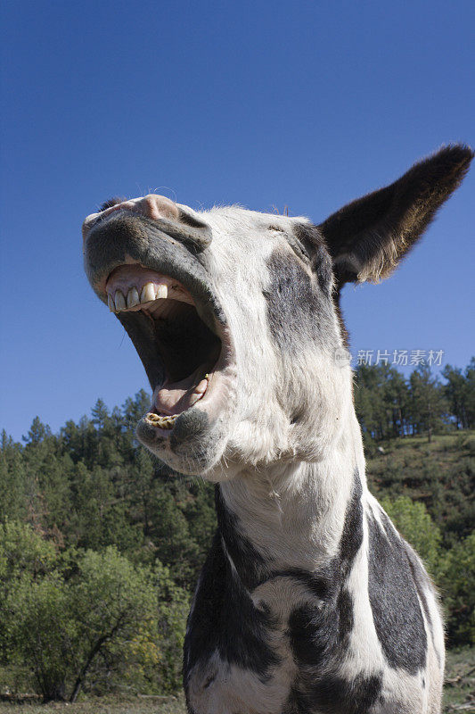 南达科塔州卡斯特州立公园里的驴子在笑，在叫，在打哈欠