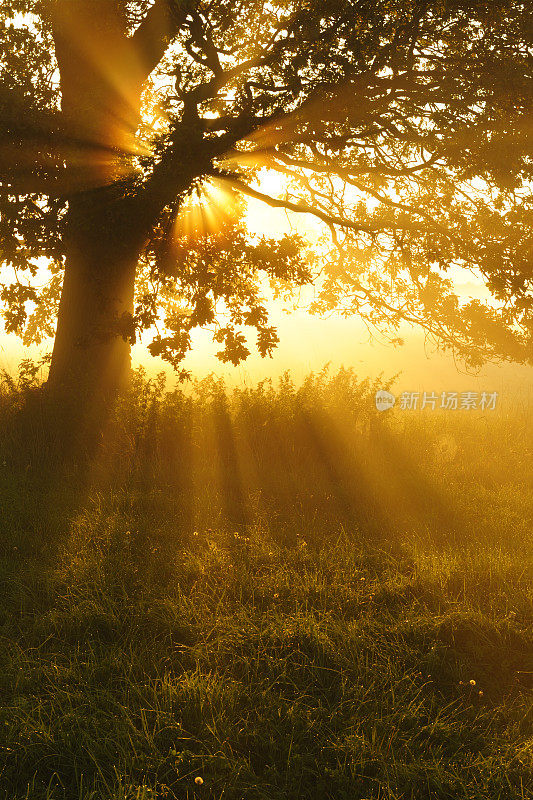 背光橡树在晨雾在草地上在日出