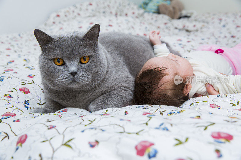 英国短毛猫和可爱的新生女婴在床上