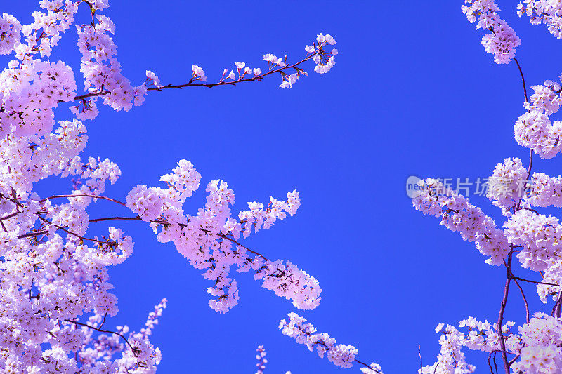 樱花树枝