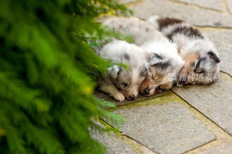 5周大的设得兰牧羊犬幼犬正在睡觉