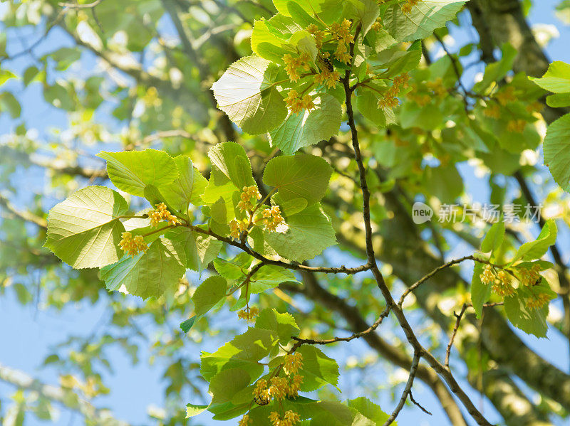 开花的椴树