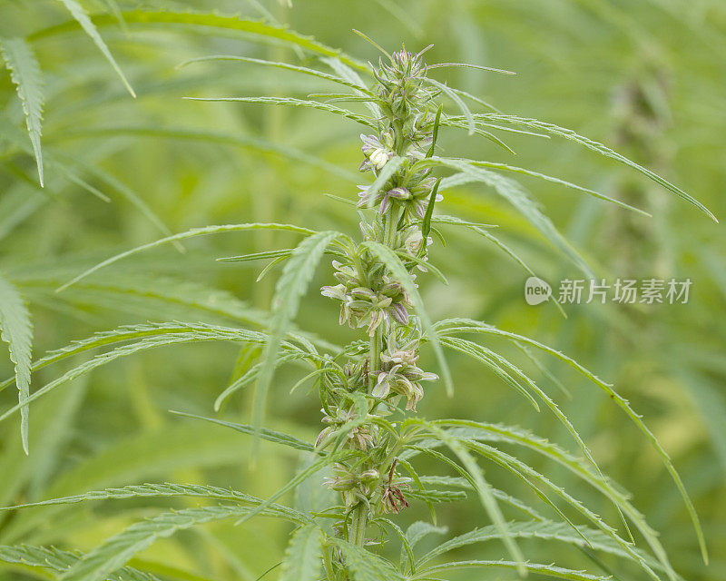 大麻(大麻sativa)雌花