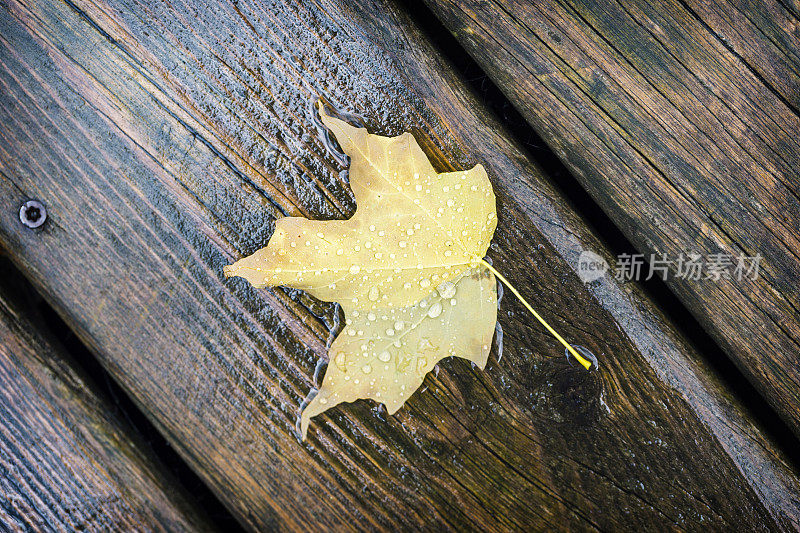 雨滴落在枫叶上