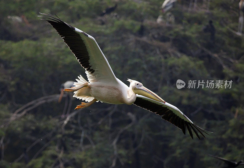 大白鹈鹕在飞行