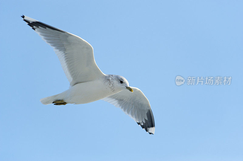 红嘴鸥(常见)