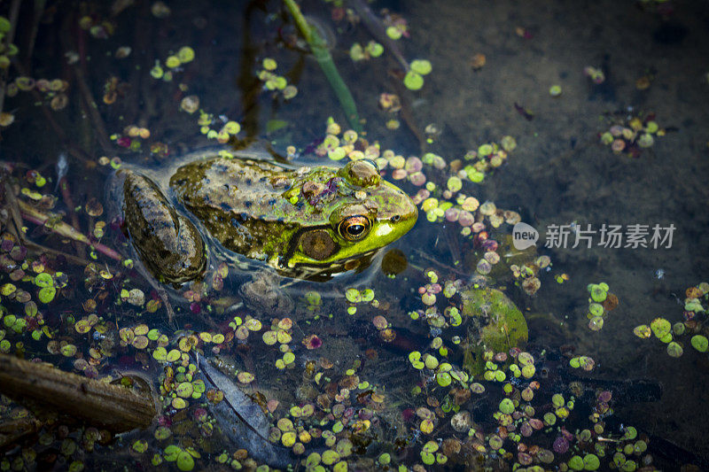 沼泽里的牛蛙