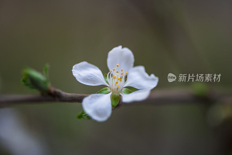 草地上的花