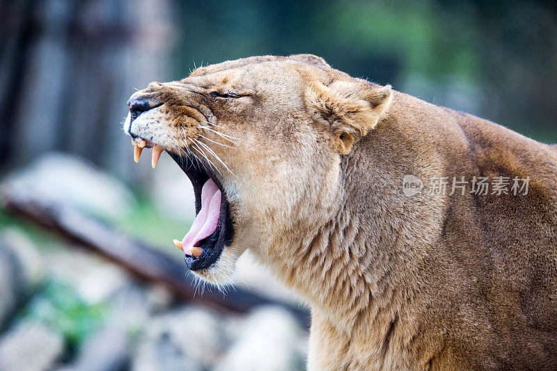 狮子咆哮。