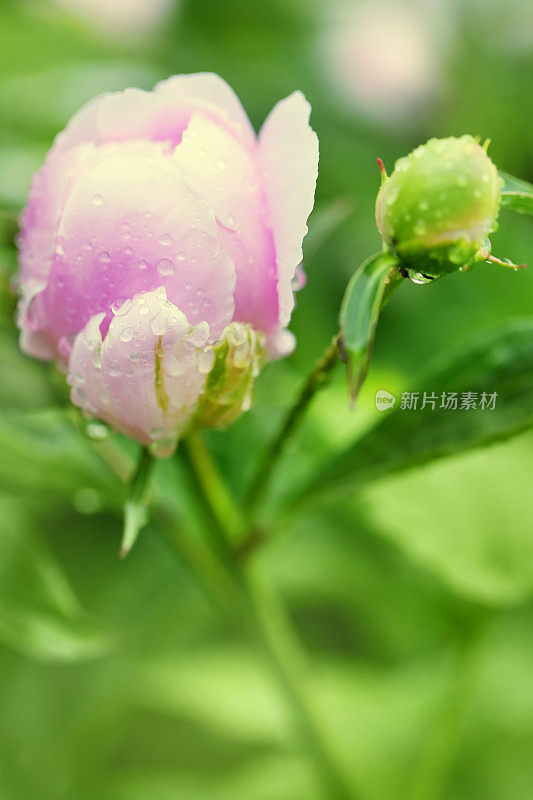 牡丹花与雨滴特写