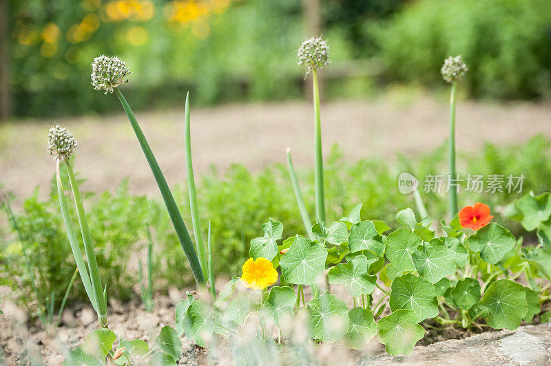 菜园里的百年洋葱和旱金莲