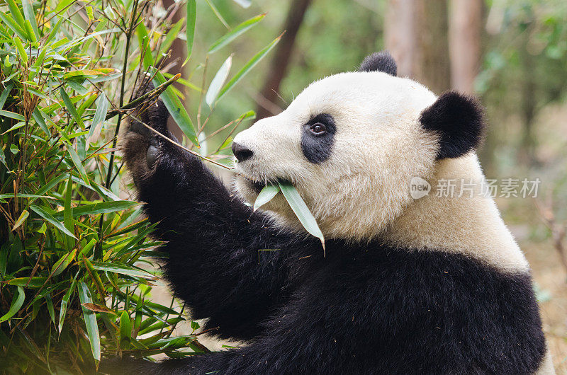 大熊猫吃竹子——中国