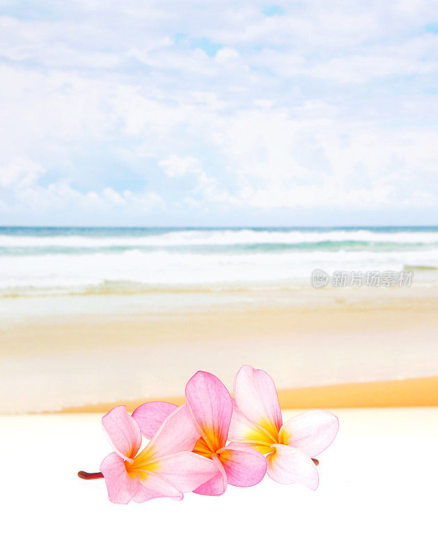 海滩Plumeria