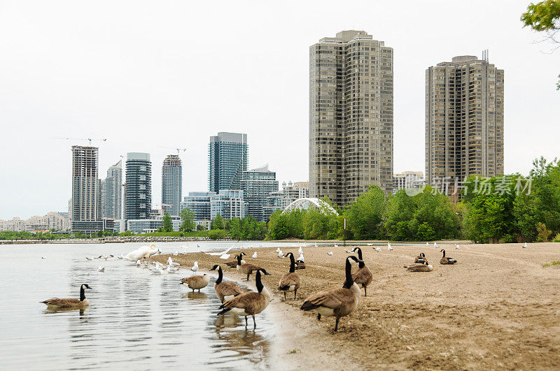 加拿大鹅和城市