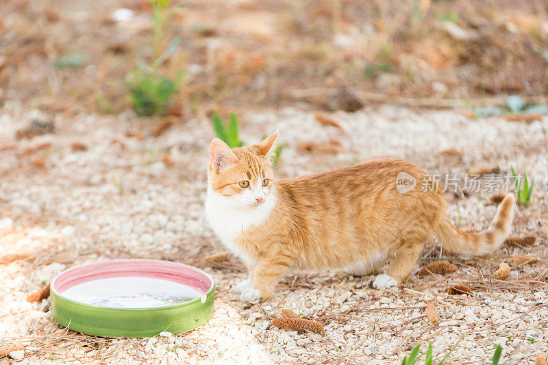 美丽的小猫在花园里喝牛奶