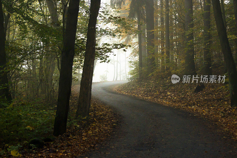 阳光普照的秋日森林里的小路