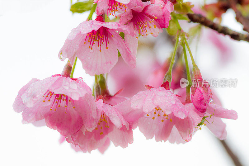 八重桜と雨