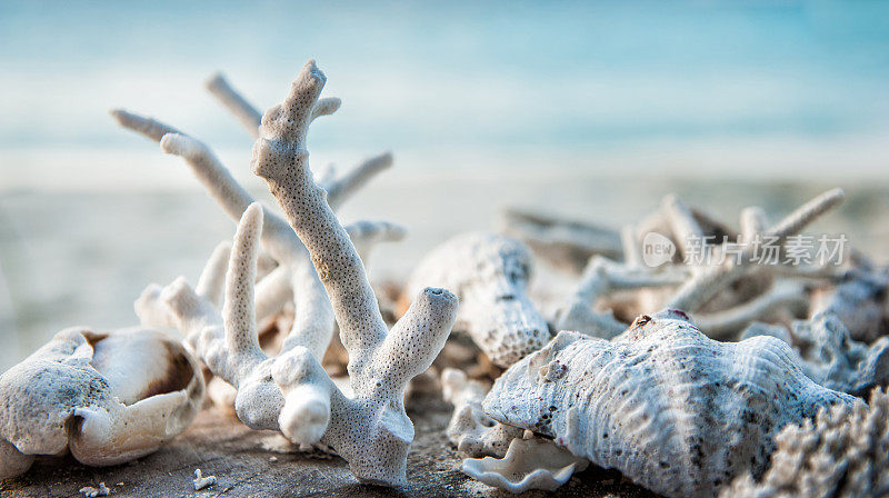海滩上的贝壳和珊瑚。