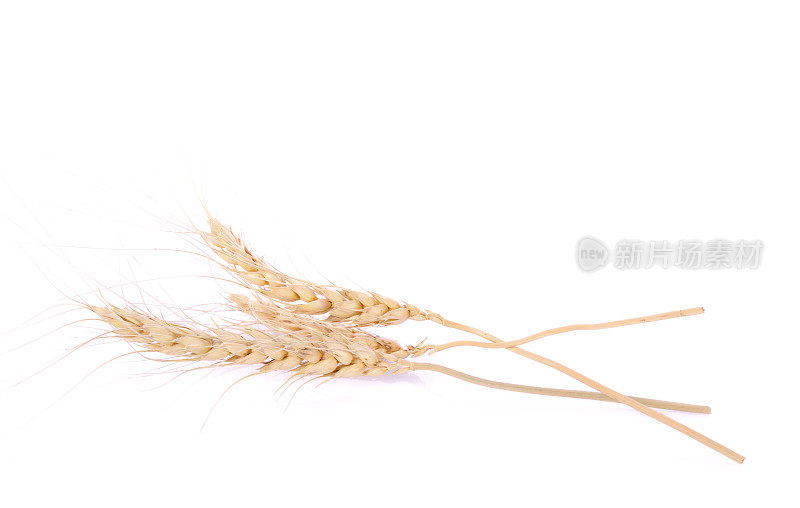 珍珠大麦粒种子的背景