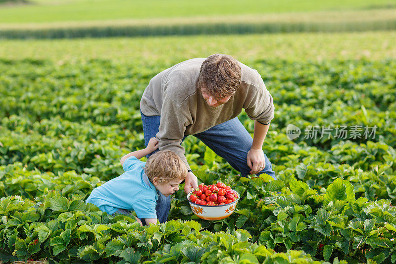 一个年轻人和他的儿子在有机草莓农场