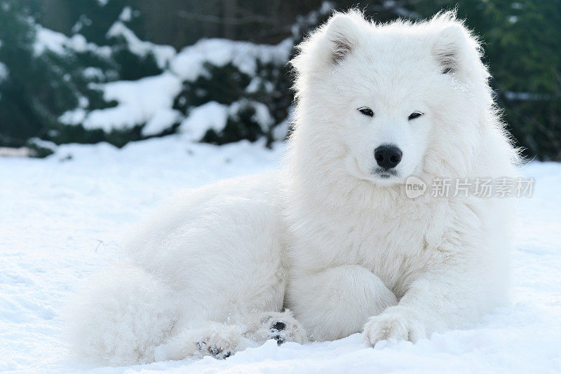 萨摩耶犬(冬天)