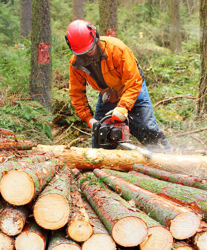 伐木工人在森林里采伐木材。