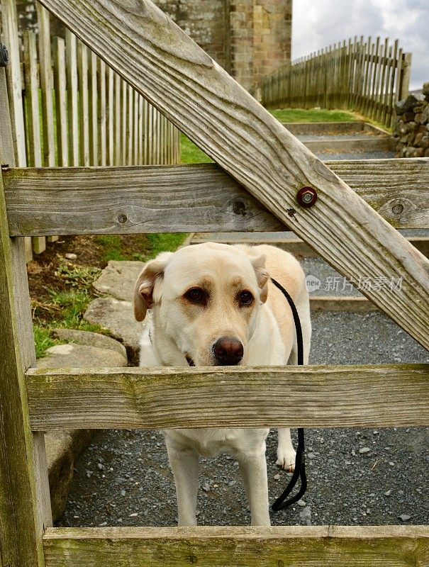 一只拉布拉多猎犬和一扇木门